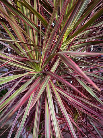 Fireworks Pennisetum Plant (Fountain Grass), ornamental grasses with have longitudinal stripes that go from reddish-green to burgundy with white to hot pink margins