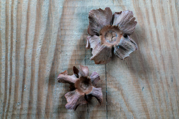 istock chinese medicine persimmon calyxon 1404563613