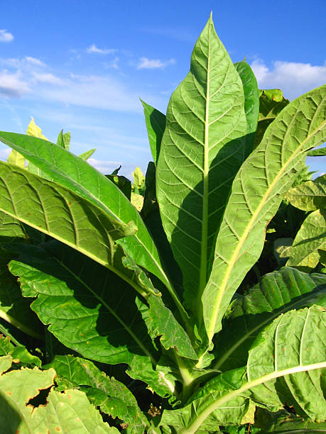 istock Tobacco plantation 140456419