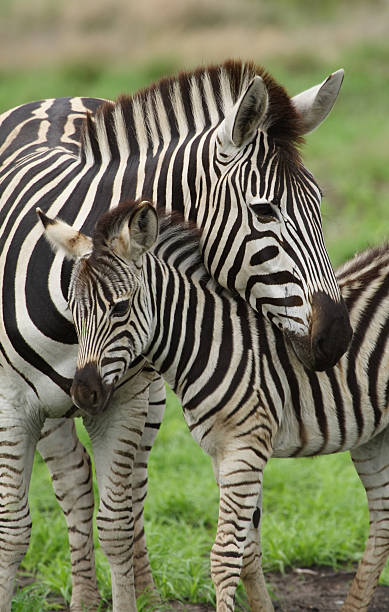 istock A young zebra nuzzling under its mother outdoors 140456691