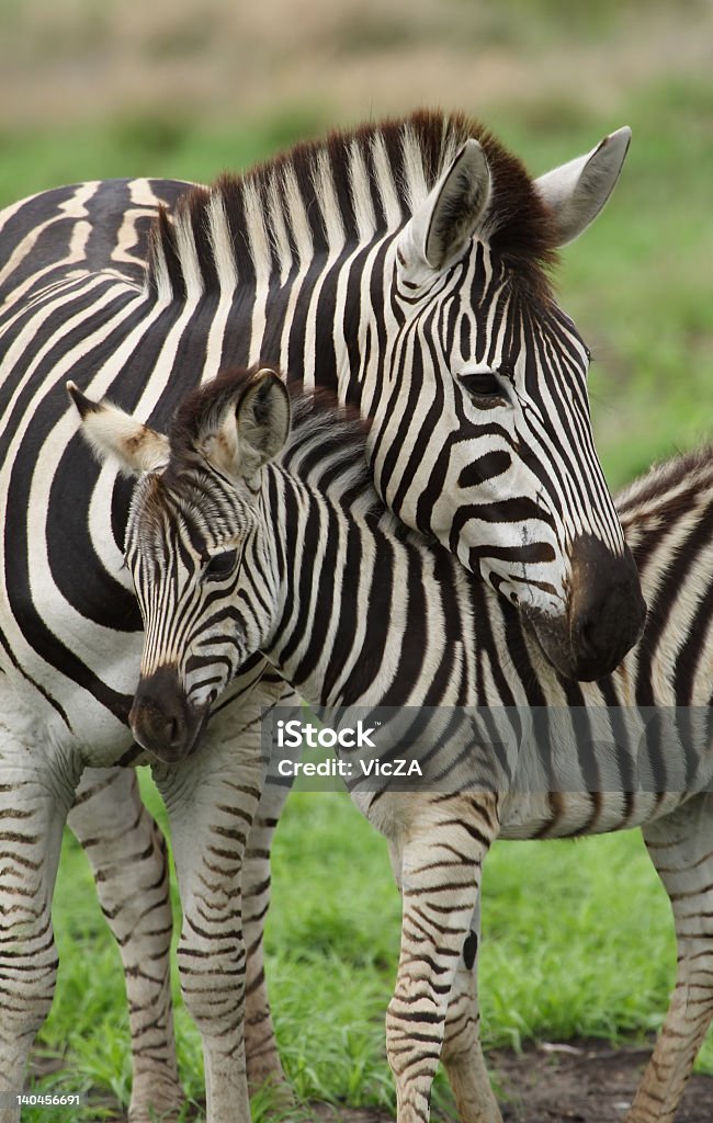 Młody zebra i Matka - Zbiór zdjęć royalty-free (Młode zwierzę)