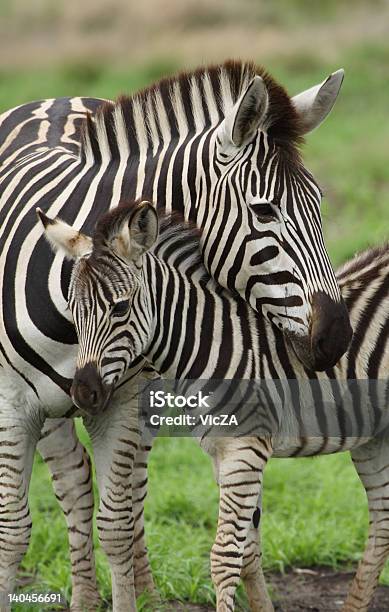 Młody Zebra I Matka - zdjęcia stockowe i więcej obrazów Młode zwierzę - Młode zwierzę, Zebra, Zwierzę