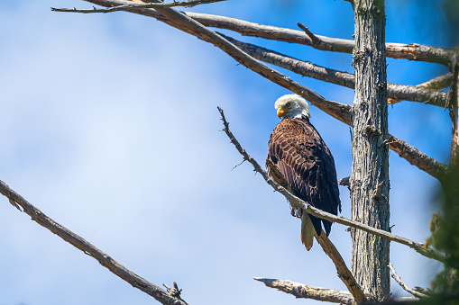 Bald eagle perched in a tree in the forest.