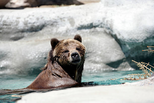 istock Grizzly Bear for a swim 140456839