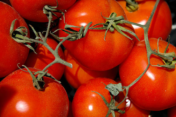 Tomatoes top close-up stock photo