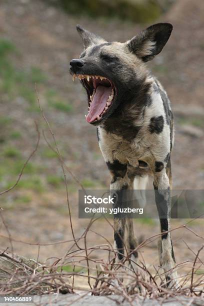 Foto de Cão Selvagem Africano e mais fotos de stock de Agressão - Agressão, Animais de Safári, Animal selvagem