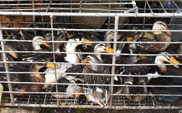 canard vivant dans une cage à vendre dans la rue un marché - vietnam market asia bird photos et images de collection