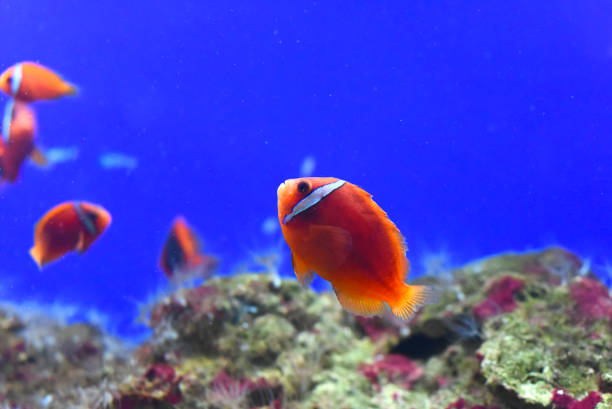 istock Tomato clownfish in aquarium close-up 1404570046
