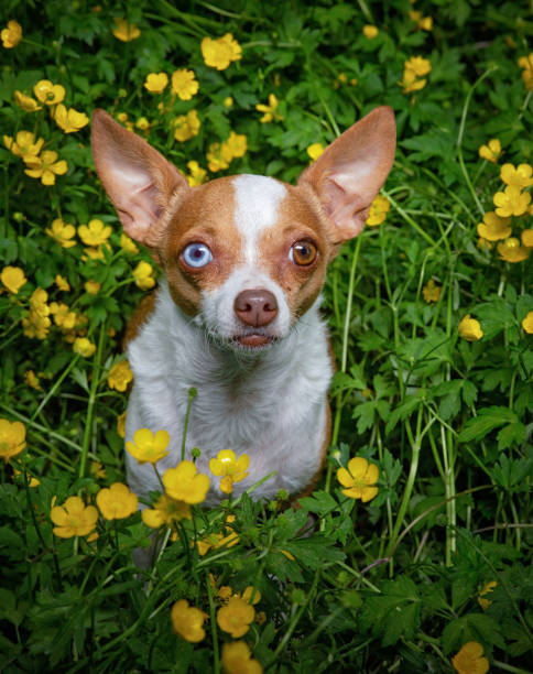 istock cute chihuahua in grass with flowers 1404570695