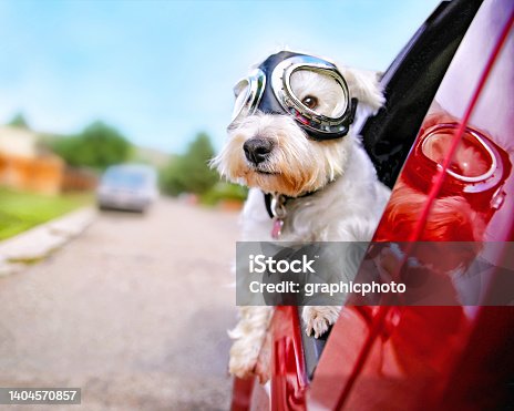 istock west highland white terrier with goggles enjoying car ride 1404570857