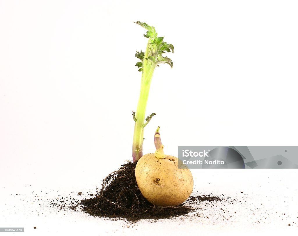 potato seeds growing photo of growing potatoe seeds                   Abstract Stock Photo