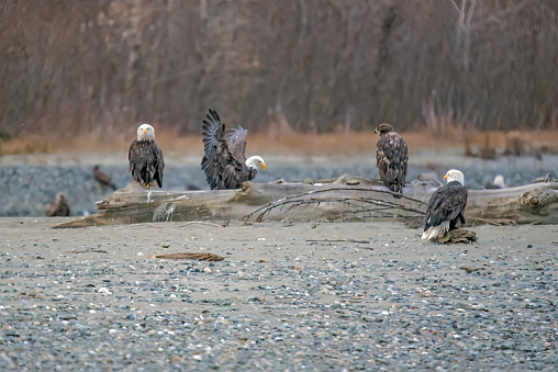 A group of Bald Eagles sitting on logs or rocks after eating their fill of salmon at Chilkat Bald Eagle Preserve near Haines, Alaska, USA.