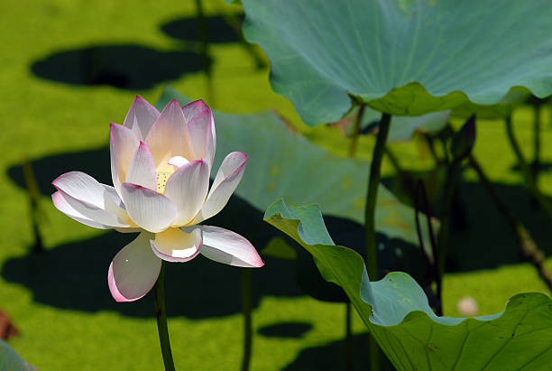 Lotus stock photo