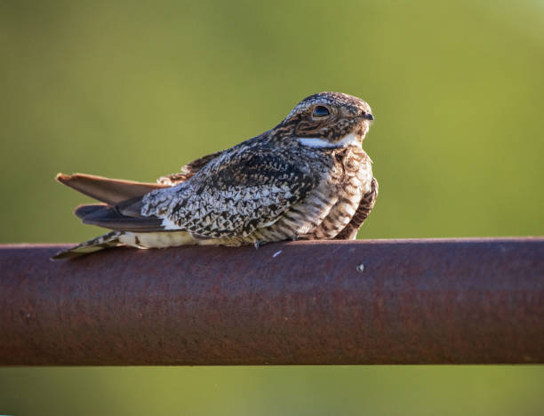 nighthawk comune fuori nella natura - saskatchewan north prairie sunset foto e immagini stock