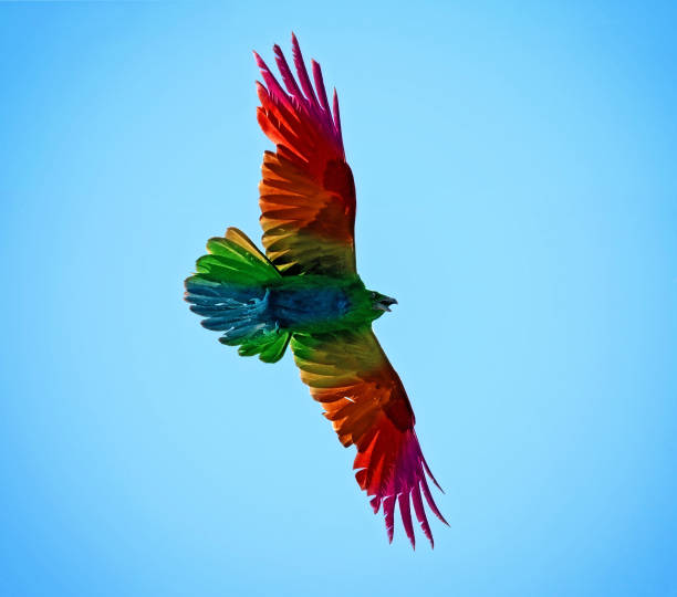 istock raven flying against the sun and blue sky 1404572200