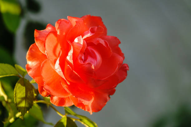 Close up of a red rose with light effects through the lens