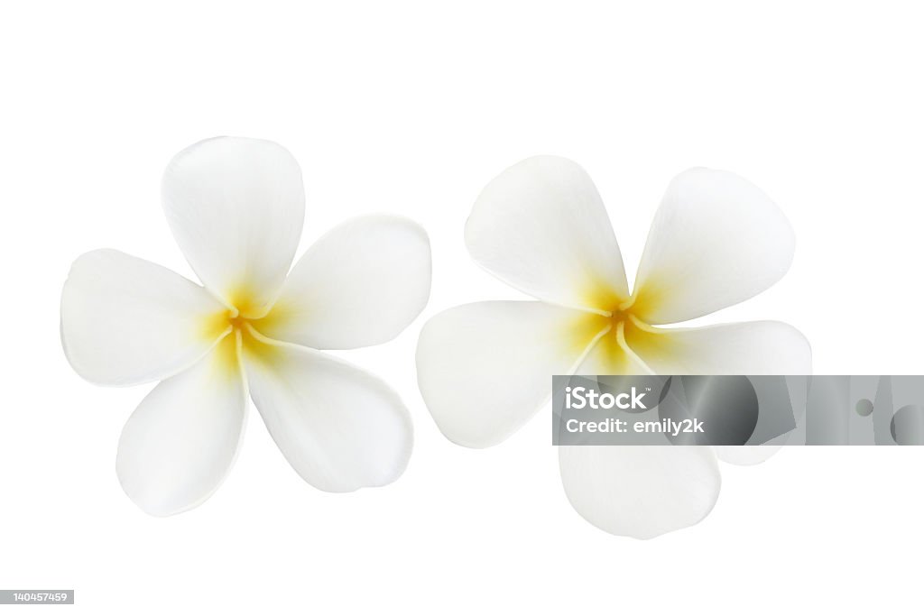 As flores do jasmim-manga - Foto de stock de Amarelo royalty-free