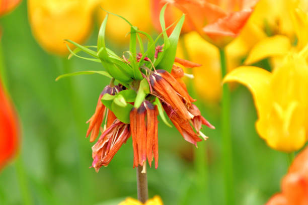 Fritillaria imperialis is a bulbous herbaceous perennial, which features a beautiful display of orange-red pendant, bell-shaped flowers, blooming in mid to late spring. The plant is topped by a crown of small leaves and rising high at the end of an upright stem bearing lance-shaped, glossy leaves. Although the plant that I saw was about 30 cm or so, I understand that it grows up to around one meter high.