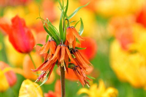 istock Fritillaria imperialis Flower 1404574697