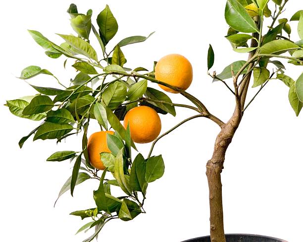 Big orange tree in a pot stock photo