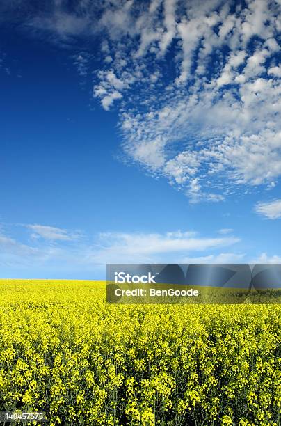 Canola Field - Fotografie stock e altre immagini di Canola - Canola, Abbondanza, Agricoltura