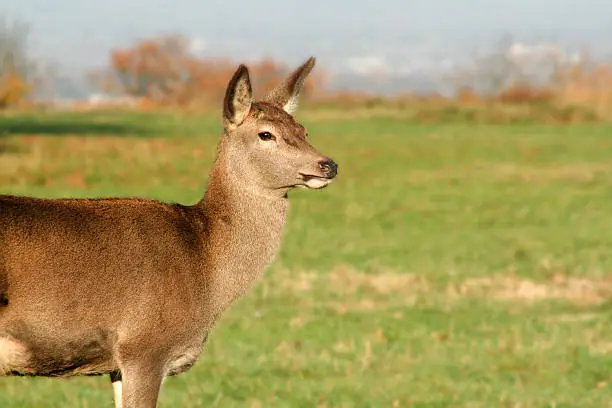Roe-deer on green grassland