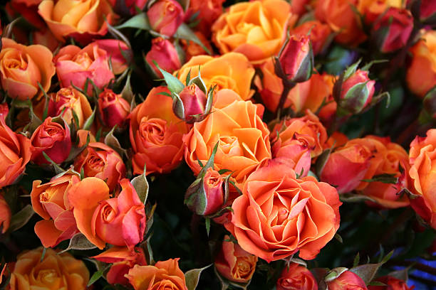 Colorful Roses stock photo