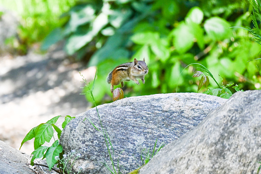 Chipmunk leaping on a rock in the woods.