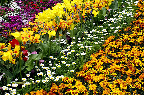 Flowers in the garden stock photo