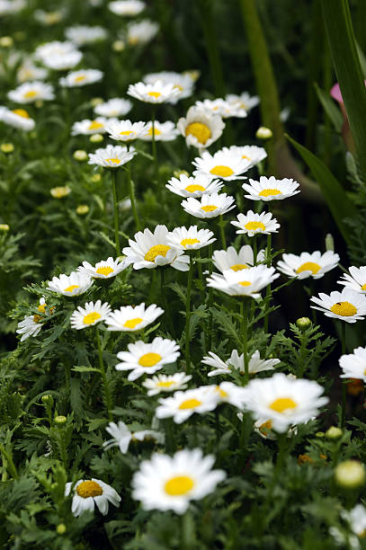 White Chrysanthemum stock photo