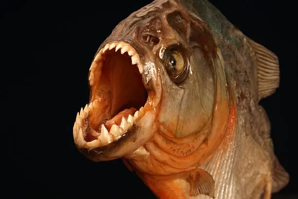 Piranha fish from Brazil on a black background showing sharp teeth in wide open mouth