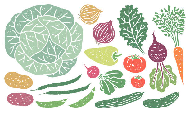 Set of local vegetables and fruits with grainy texture Textured vector illustrations of local fruits and vegetables: cabbage, kale, onion, potato, radish, beetroot, carrot, green beans, snap peas, cucumbers, Hungarian pepper, and tomatoes. isolated fruits stock illustrations