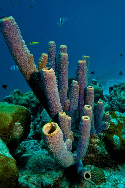 istock purple tube sponges 140457852