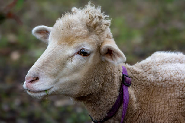istock Young Sheep out in the paddock 1404578917
