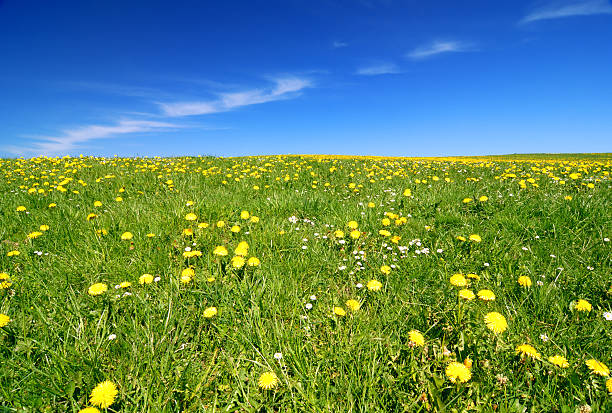 Prato Tarassaco e nuvole - foto stock