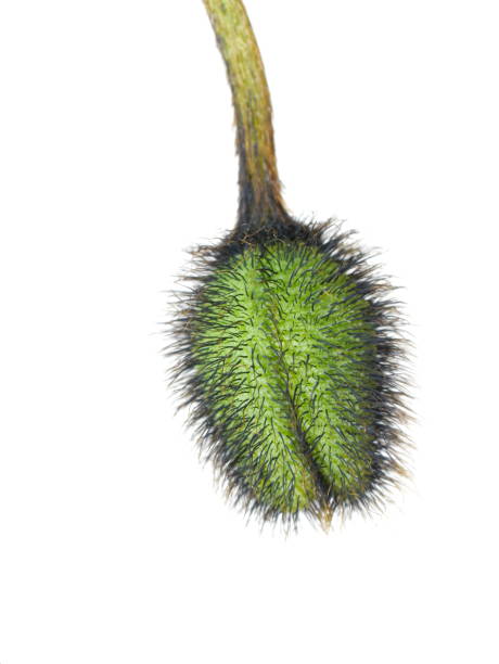 Hairy poppy bud isolated on white background