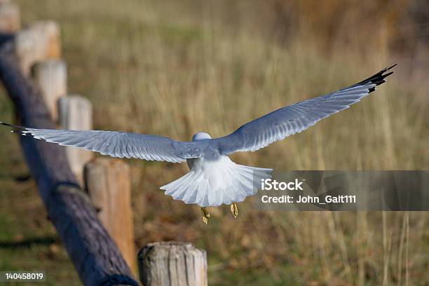 Bird In Flight Stock Photo - Download Image Now - Animal, Animal Body Part, Animal Wing