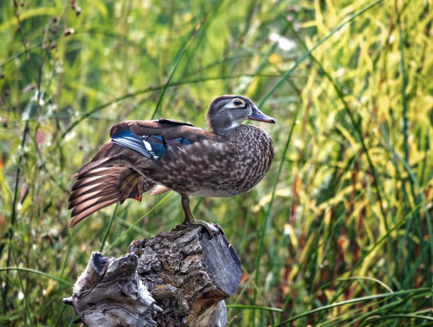 istock beautiful and colorful wood duck in a natural setting environment 1404580290