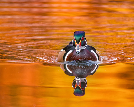 A male mallard duck comes in for a landing on a small pond in Oregon.