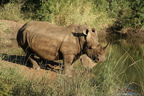 Rhinoceros with calf stock photo