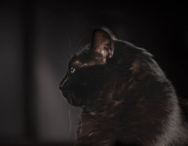 istock studio shot of a cute cat on an isolated background 1404580385