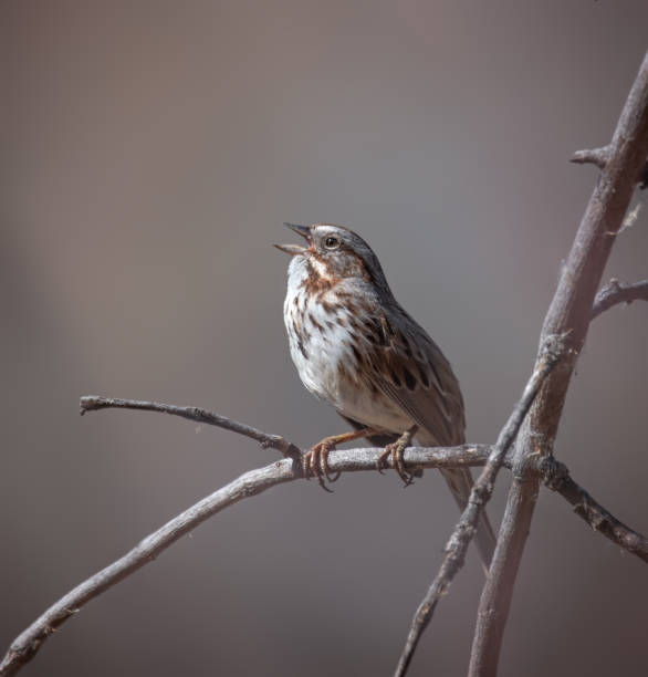 istock song sparrow sitting on a branch 1404580487