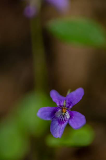 flowers captured in Bohinj valley Slovenia
