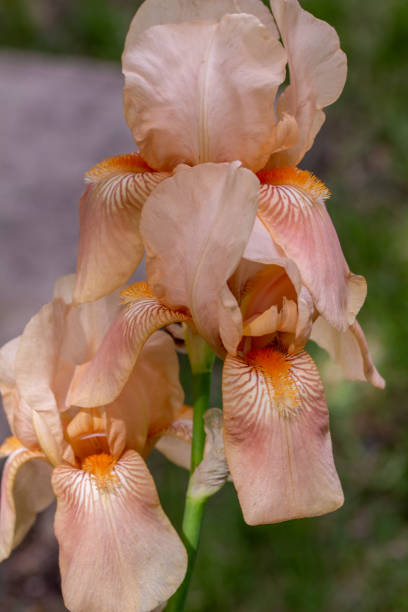This image shows a close up view of a stem of salmon pink color bearded iris flowers (iris germanica) with defocused background.