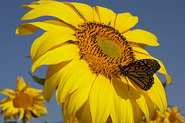 Butterfly enjoying a sunflower stock photo