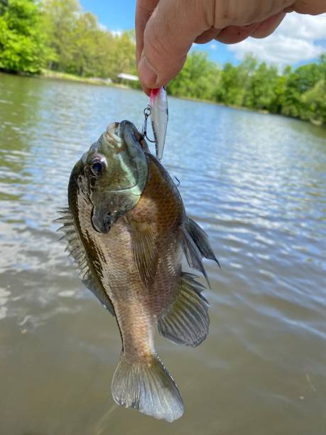istock Good fishing day 1404581255