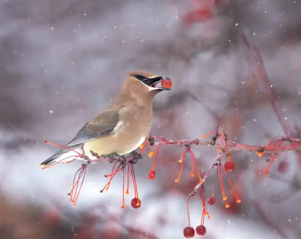 Cedar waxwing eating berries from a tree