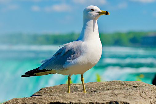 Close-up of a seagull near Horseshoe Falls in Niagara Falls, Ontario, Canada.
