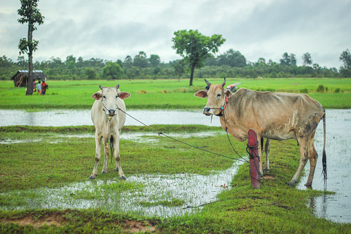 Countryside cows in Cambodia at the rice field
