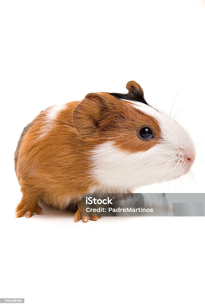 ¿Recién nacido guinea pig - Foto de stock de Animal libre de derechos